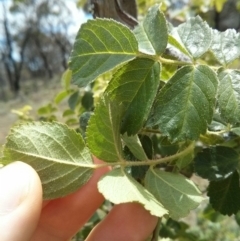 Rosa rubiginosa at Majura, ACT - 28 Oct 2017