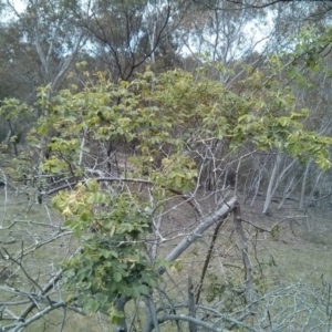 Rosa rubiginosa at Majura, ACT - 28 Oct 2017