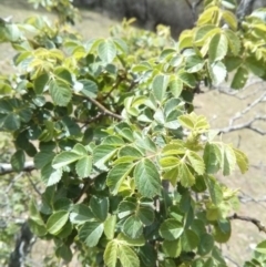 Rosa rubiginosa at Majura, ACT - 28 Oct 2017