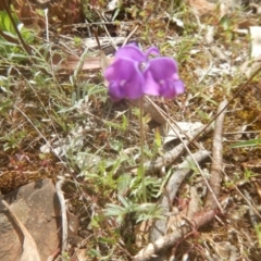 Swainsona sericea (Silky Swainson-Pea) at Red Hill Nature Reserve - 26 Oct 2017 by MichaelMulvaney