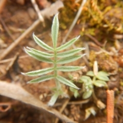 Swainsona sericea at Red Hill, ACT - 27 Oct 2017 10:41 AM