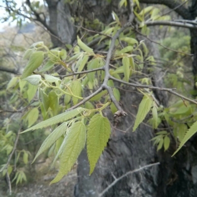 Celtis australis (Nettle Tree) at Mount Ainslie - 28 Oct 2017 by WalterEgo