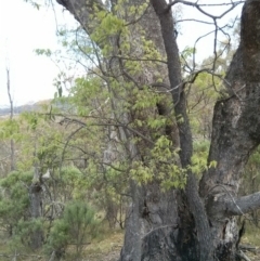 Celtis australis at Majura, ACT - 28 Oct 2017