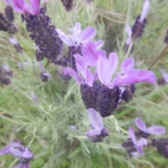 Lavandula stoechas (Spanish Lavender or Topped Lavender) at Greenway, ACT - 28 Oct 2017 by MichaelMulvaney