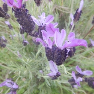 Lavandula stoechas at Greenway, ACT - 28 Oct 2017