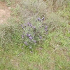 Lavandula stoechas at Greenway, ACT - 28 Oct 2017 11:30 AM