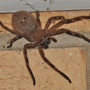 Neosparassus calligaster at Wanniassa, ACT - 28 Oct 2017 08:12 PM