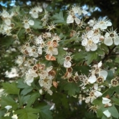 Crataegus monogyna (Hawthorn) at Mount Ainslie - 28 Oct 2017 by WalterEgo