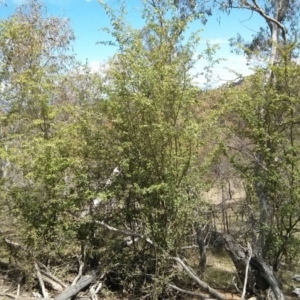 Crataegus monogyna at Majura, ACT - 28 Oct 2017