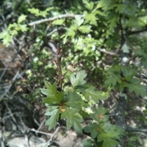 Crataegus monogyna at Majura, ACT - 28 Oct 2017