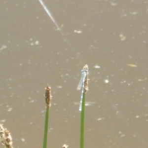 Austrolestes leda at Greenway, ACT - 28 Oct 2017 11:49 AM