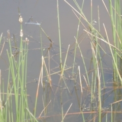 Austrolestes leda at Greenway, ACT - 28 Oct 2017