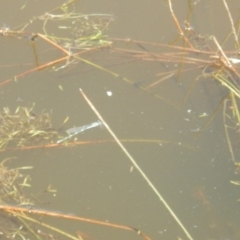 Austrolestes leda at Greenway, ACT - 28 Oct 2017 11:49 AM