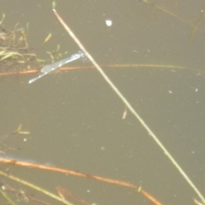 Austrolestes leda at Greenway, ACT - 28 Oct 2017 11:49 AM