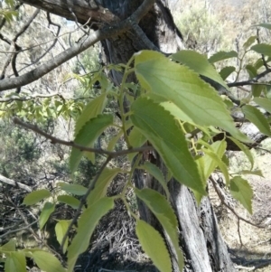 Celtis australis at Majura, ACT - 28 Oct 2017