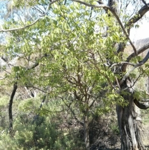 Celtis australis at Majura, ACT - 28 Oct 2017