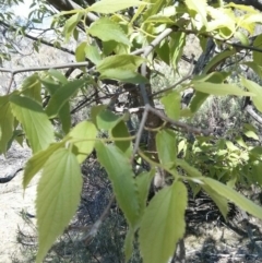 Celtis australis at Majura, ACT - 28 Oct 2017