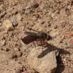 Comptosia stria (A bee fly) at Red Hill, ACT - 27 Oct 2017 by roymcd