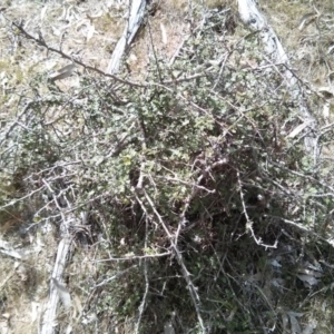 Crataegus monogyna at Majura, ACT - 28 Oct 2017