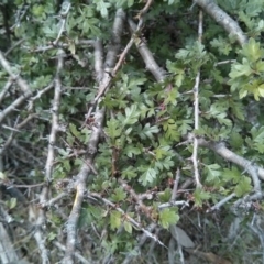 Crataegus monogyna at Majura, ACT - 28 Oct 2017 01:26 PM