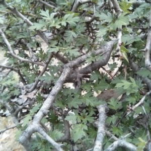 Crataegus monogyna at Majura, ACT - 28 Oct 2017