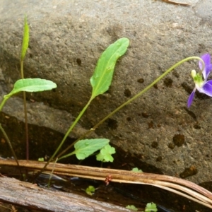 Viola betonicifolia at Lyneham, ACT - 26 Oct 2017