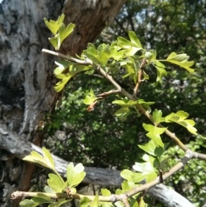 Crataegus monogyna at Majura, ACT - 28 Oct 2017