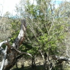 Crataegus monogyna at Majura, ACT - 28 Oct 2017