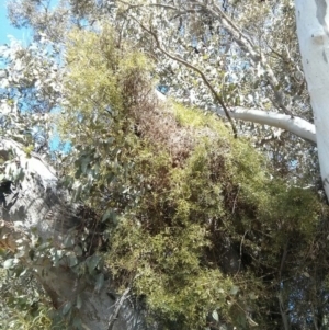 Clematis leptophylla at Hackett, ACT - 28 Oct 2017