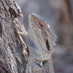 Pogona barbata (Eastern Bearded Dragon) at Garran, ACT - 28 Oct 2017 by roymcd