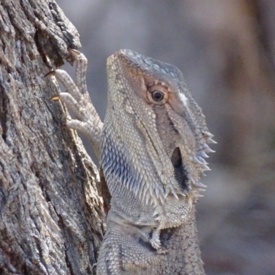 Pogona barbata (Eastern Bearded Dragon) at Red Hill Nature Reserve - 28 Oct 2017 by roymcd