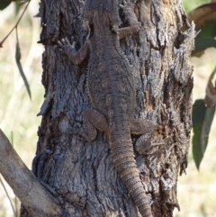 Pogona barbata at Garran, ACT - 28 Oct 2017