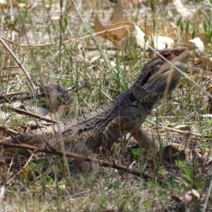 Pogona barbata at Garran, ACT - 28 Oct 2017