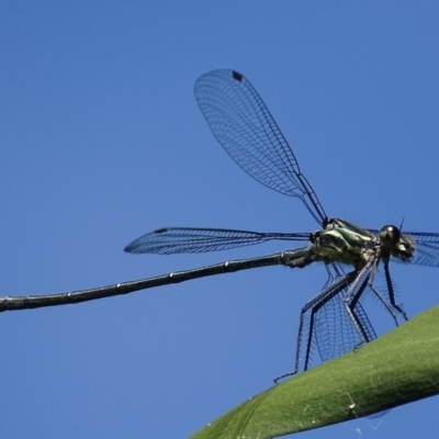 Austroargiolestes icteromelas (Common Flatwing) at ANBG - 28 Oct 2017 by roymcd