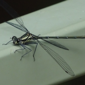 Austroargiolestes icteromelas at Canberra Central, ACT - 28 Oct 2017