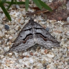 Dichromodes atrosignata (Black-signed Heath Moth ) at Gigerline Nature Reserve - 28 Oct 2017 by HarveyPerkins