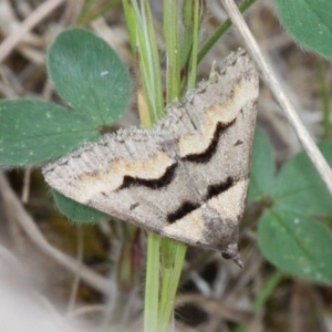 Dichromodes atrosignata at Tennent, ACT - 28 Oct 2017 02:56 PM