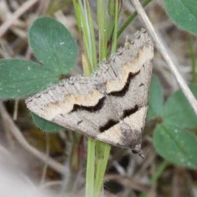 Dichromodes atrosignata (Black-signed Heath Moth ) at Gigerline Nature Reserve - 28 Oct 2017 by HarveyPerkins
