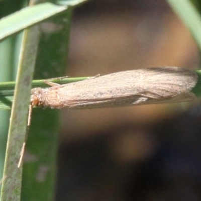 Triplectides sp. (genus) (A long-horned caddisfly) at Theodore, ACT - 28 Oct 2017 by HarveyPerkins