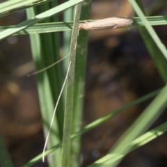 Triplectides sp. (genus) at Theodore, ACT - 28 Oct 2017