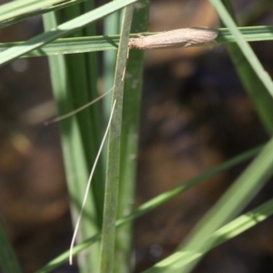 Triplectides sp. (genus) at Theodore, ACT - 28 Oct 2017