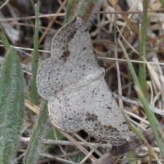Taxeotis intextata (Looper Moth, Grey Taxeotis) at Tuggeranong Hill - 28 Oct 2017 by HarveyPerkins