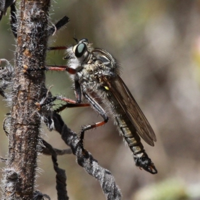 Dolopus rubrithorax (Large Brown Robber Fly) at Tuggeranong Hill - 28 Oct 2017 by HarveyPerkins