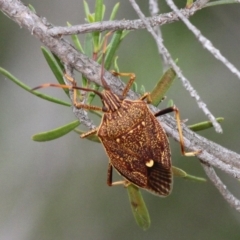 Poecilometis strigatus (Gum Tree Shield Bug) at Gigerline Nature Reserve - 28 Oct 2017 by HarveyPerkins