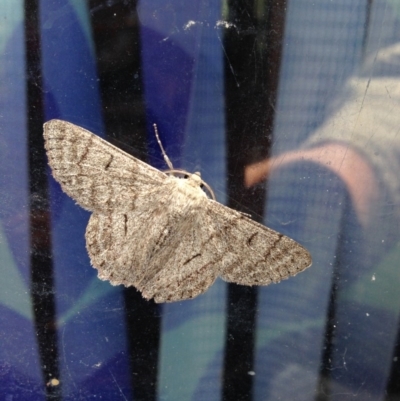 Crypsiphona ocultaria (Red-lined Looper Moth) at Illilanga & Baroona - 18 Oct 2014 by Illilanga