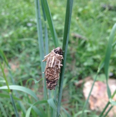 Psychidae (family) IMMATURE (Unidentified case moth or bagworm) at Illilanga & Baroona - 25 Dec 2014 by Illilanga