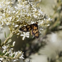 Amata (genus) (Handmaiden Moth) at Illilanga & Baroona - 4 Jan 2015 by Illilanga