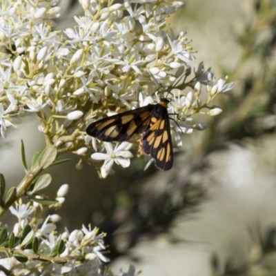 Amata (genus) (Handmaiden Moth) at Michelago, NSW - 5 Jan 2015 by Illilanga