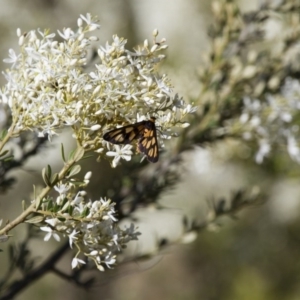 Amata (genus) at Michelago, NSW - 5 Jan 2015 07:28 AM