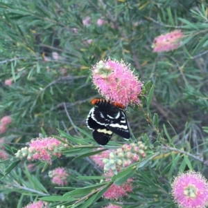 Phalaenoides glycinae at Michelago, NSW - 9 Feb 2017